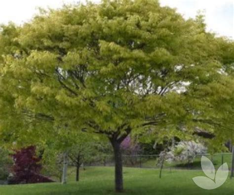 kiwi sunset zelkova|Zelkova Kiwi Sunset